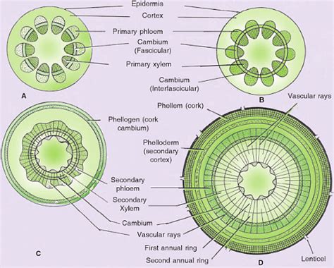 Vascular Cambium: Occurrence, Origin & Functions