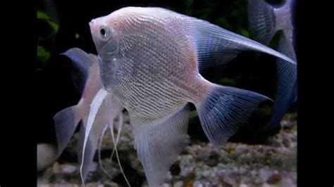 Platinum Pearlscale Angelfish With Blue Gene - YouTube