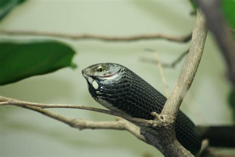 Wild Wonder: BOOMSLANG