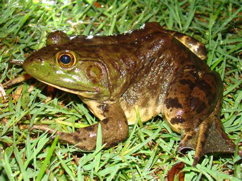 American Bullfrog - Lithobates catesbeianus | Brad Glorioso’s Personal ...