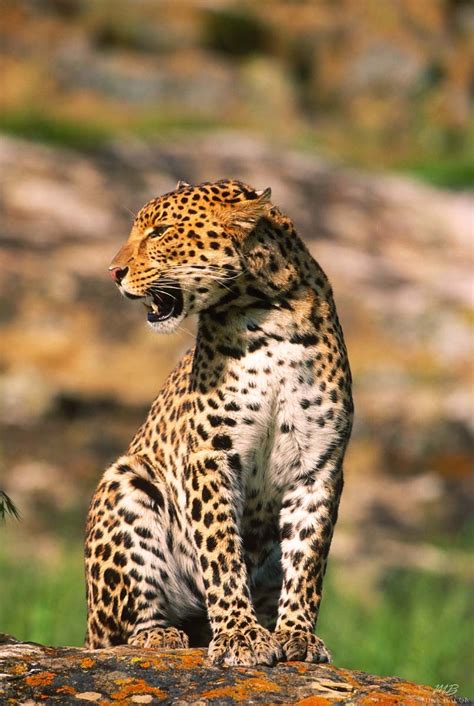 Spotted Leopard Looking Left, Mike Bacon Fine Art Photography