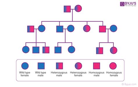 Pedigree Genetics