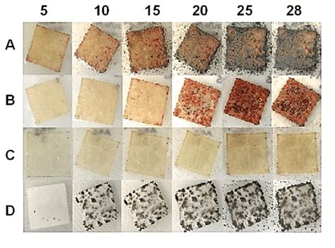 Biodegradability progress of cellulose films (A), cellulose ...