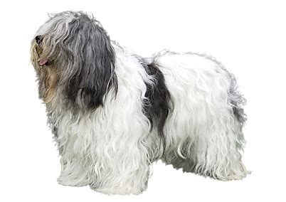 Polish Lowland Sheepdog Dog Breed Info, Size, Price, Height | Petlur