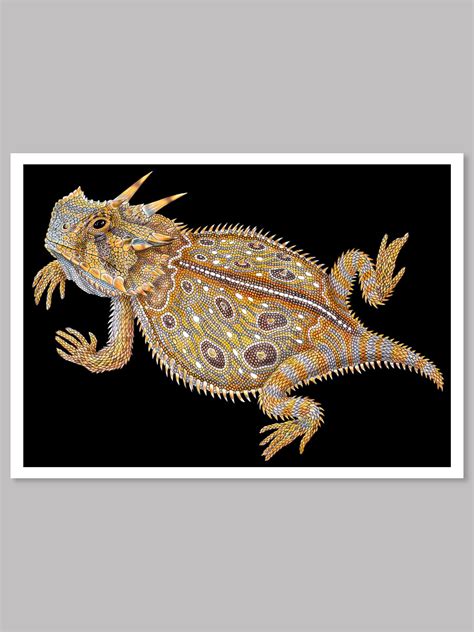 Horned Lizard Colored Pencil Drawing — Tim Jeffs Art