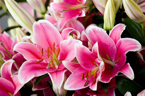 Flower Facts: Types of Lilies, Flower Meaning, and More - Orchid Republic