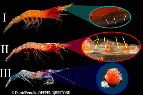 Mystery of glowing shrimp deepens