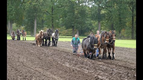 5 teams of strong Belgian draft horses for plowing, harrowing and ...