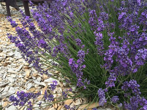 Take a Walk in the Purple at Evergreen Valley Lavender Farm - Open for ...