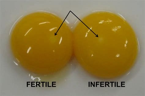 AVIAN EMBRYOLOGY – Small and backyard poultry