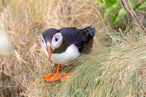 This photo shows a beautiful puffin or also named sea parrot which is a ...