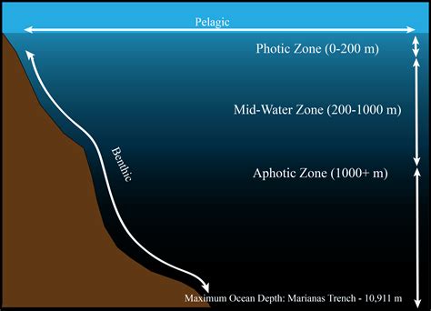 Why don't plants in the ocean live in the aphotic zone? | Socratic