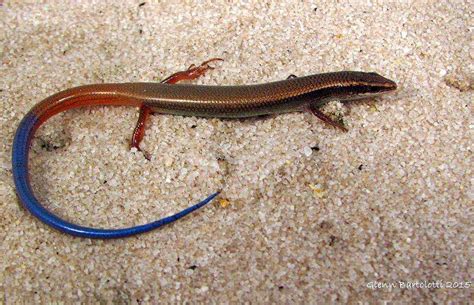 Bluetail mole skink - Climate Adaptation Explorer