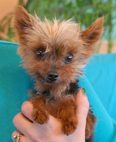 Twinkie, a tiny Yorkie for adoption.