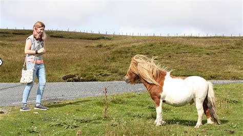 Ten fascinating facts about Shetland Ponies | NorthLink Ferries