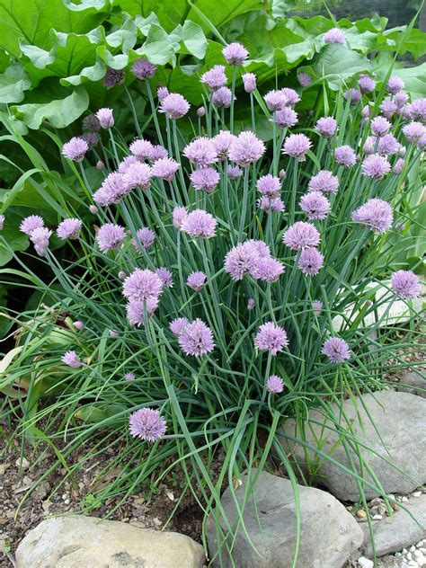 Chives | Garden Housecalls