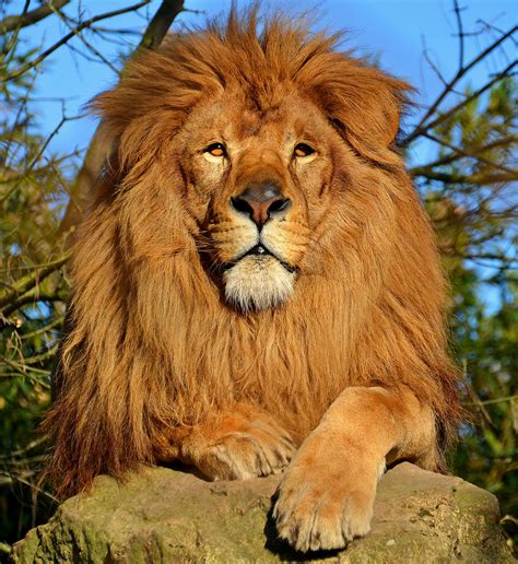 Lion — Wikipédia