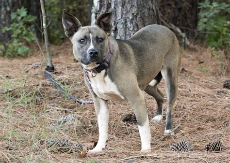 Akita Mix Dog Stock Photos - Free & Royalty-Free Stock Photos from ...