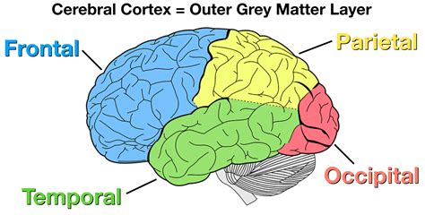 Lobes of the Brain: Cerebral Cortex Anatomy, Function, Labeled Diagram ...