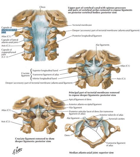 Head and Neck Anatomy: Atlanto-axial Joint