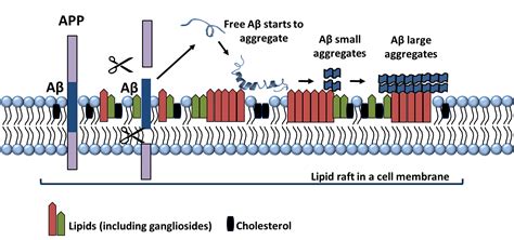 Lipids are major players in Alzheimer’s disease – Atlas of Science