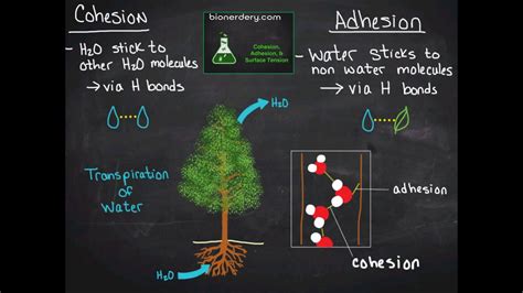 Cohesion, Adhesion, & Surface Tension - YouTube