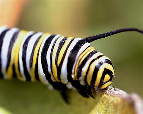 Early research links insecticide, monarch butterfly deaths | Minnesota ...