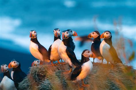 Puffin Bird Facts | Fratercula Arctica