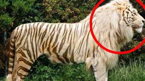 Top 10 Hybrid Animals That Actually Exist - YouTube