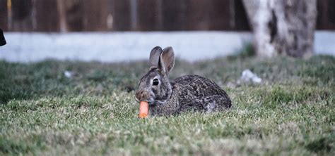 Tackling rabbit dental problems - ExoticDirect