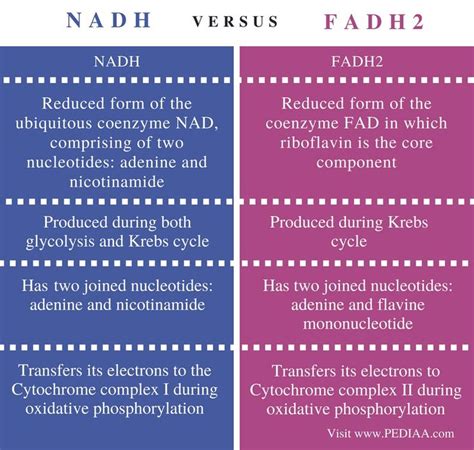 Difference Between NADH and FADH2 - Pediaa.Com