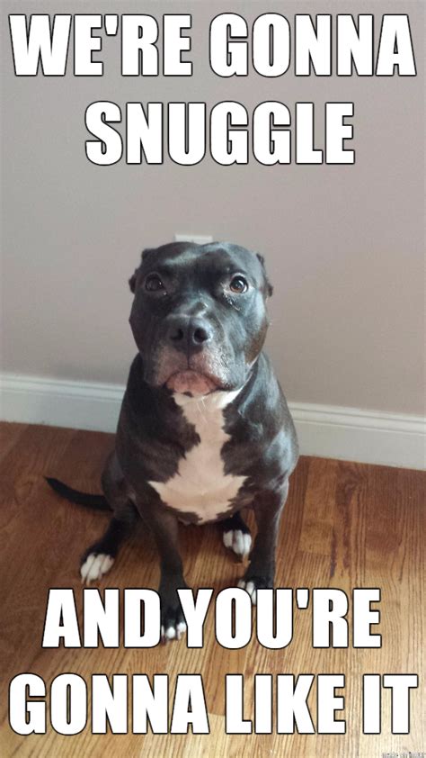 its pitbull awareness month - Meme on Imgur | Funny animal memes, Funny ...