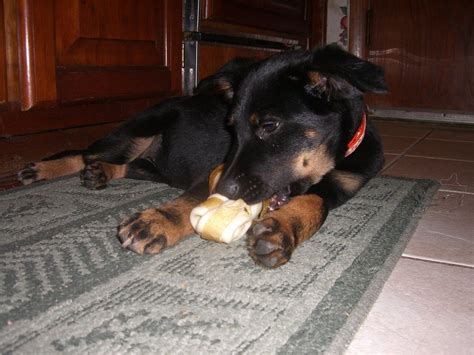 Is Rawhide Bones Bad For Dogs? [How It's Made & The Dangers]