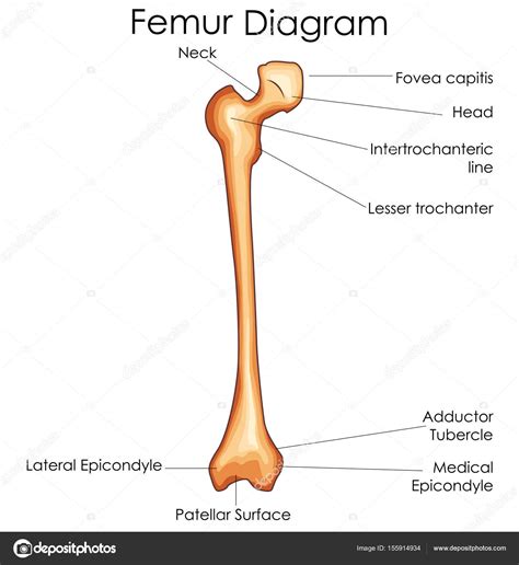 [DIAGRAM] Full Femur Diagram - MYDIAGRAM.ONLINE