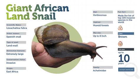 Giant African Land Snail - A Most Wanted Fierce Snail