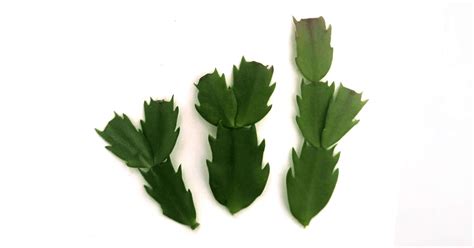 3 Ways to do Christmas Cactus Propagation