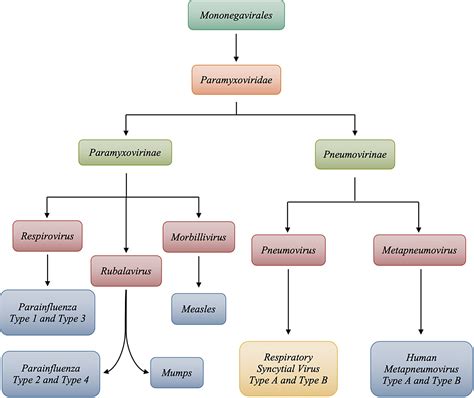 Respiratory Syncytial Virus: A Comprehensive Review of Transmission ...