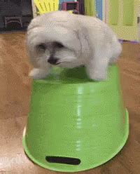 Dog Shake GIF - Dog Shake Nervous - Discover & Share GIFs