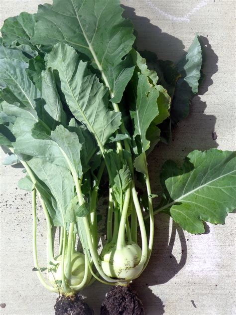 Growing Kohlrabi/ noolkol in the garden and curry made two ways ...