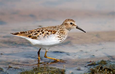 Least Sandpiper Calidris minutilla Common migrant and winter resident ...