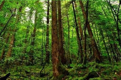 What are the main features of tropical evergreen forests? - Quora