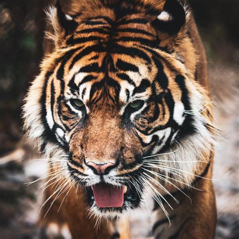 288 Sumatran Tiger Roar Stock Photos - Free & Royalty-Free Stock Photos ...