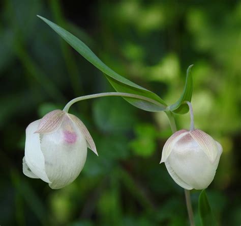 Calochortus albus Calflora