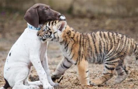 What made this tiger cub make friends with a dog.