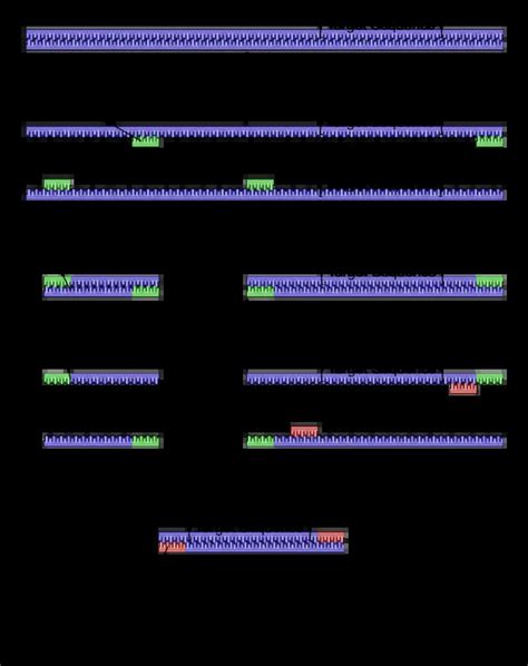 Types of PCR - Common Kinds of Polymerase Chain Reaction - biomadam