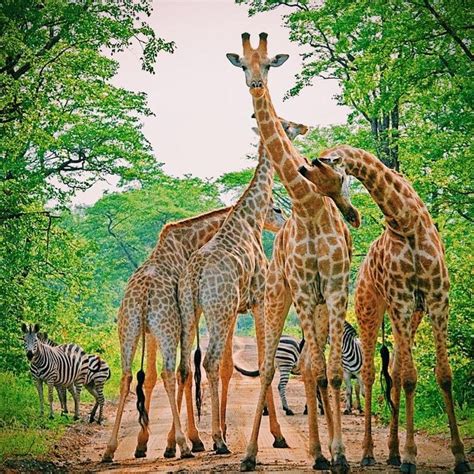 Singita on Twitter | Zimbabwe, Wildlife, Giraffe