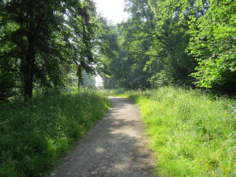 Purple Emperor habitat at Oversley Wood, Warwickshire | Flickr