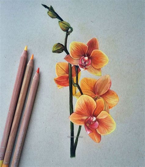 Flower Drawing Colour Pencil