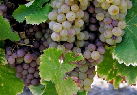 10 Popular White Wine Grape Varieties From All Over the World - Fine ...