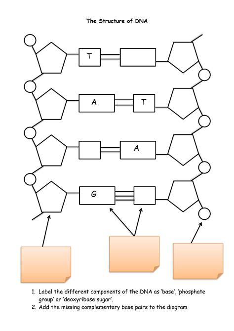 Dna Replication Diagram Worksheet